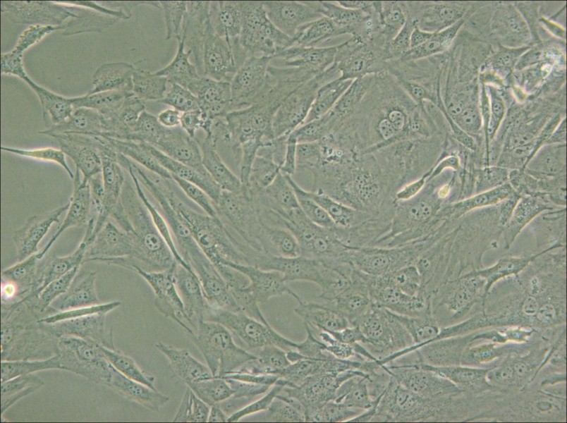 3T3-Swiss albino Cell Complete Medium - small - 5