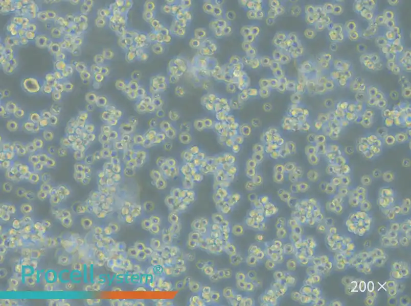 L5178Y TK+/- clone (3.7.2C) Cell Complete Medium - small - 4