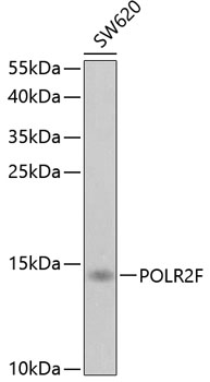 Western blot analysis of extracts of SW620 cells using POLR2F Polyclonal Antibody at 1:1000 dilution.