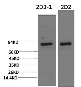 Western Blot analysis of 1) 3T3, 2) Rat liver using PI 3 kinase p85 alpha Monoclonal Antibody at dilution of 1:2000.