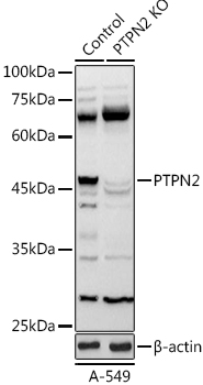 Western blot analysis of extracts from normal (control) and PTPN2 knockout (KO) A-549 cells using PTPN2 Polyclonal Antibody at 1:1000 dilution.