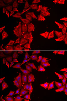 Immunofluorescence analysis of MCF7 cells using THRSP Polyclonal Antibody