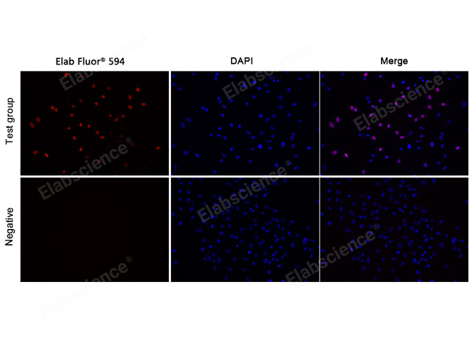 E-Click EdU Cell Proliferation Imaging Assay Kit (Red, Elab Fluor® 594)-1