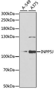 Western blot analysis of extracts of various cell lines using INPP5J Polyclonal Antibody at 1:1000 dilution.