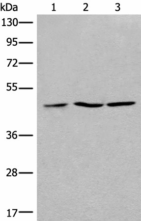 Western blot analysis of 293T Jurkat and Raji cell lysates  using RPL3 Polyclonal Antibody at dilution of 1:400