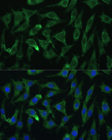 Immunofluorescence analysis of L929 cells using Argonaute-2 Polyclonal Antibody at dilution of 1:100 (40x lens). Blue: DAPI for nuclear staining.