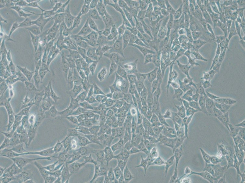 ATDC-5 Cell Complete Medium - small - 6