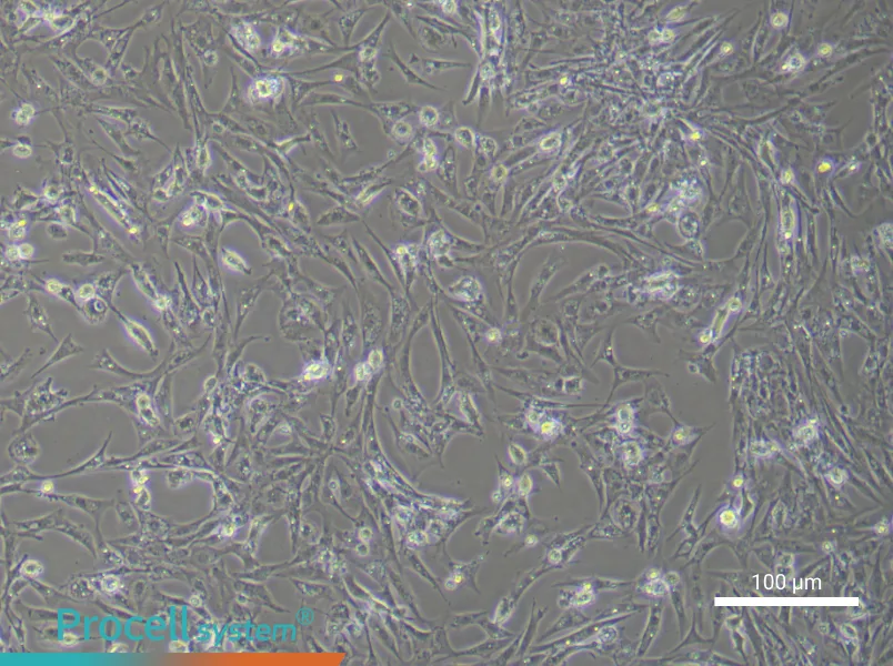 Chicken Follicular Basement Membrane Cell Complete Medium - 3
