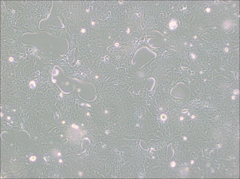 Capan-1 Cell Complete Medium-searchlist-1