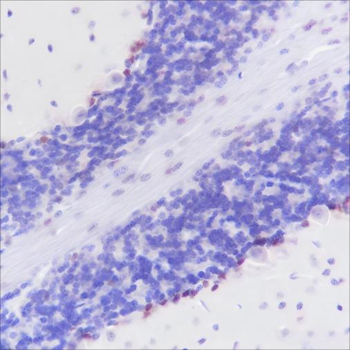 Recombinant SOX1 Monoclonal Antibody - 2