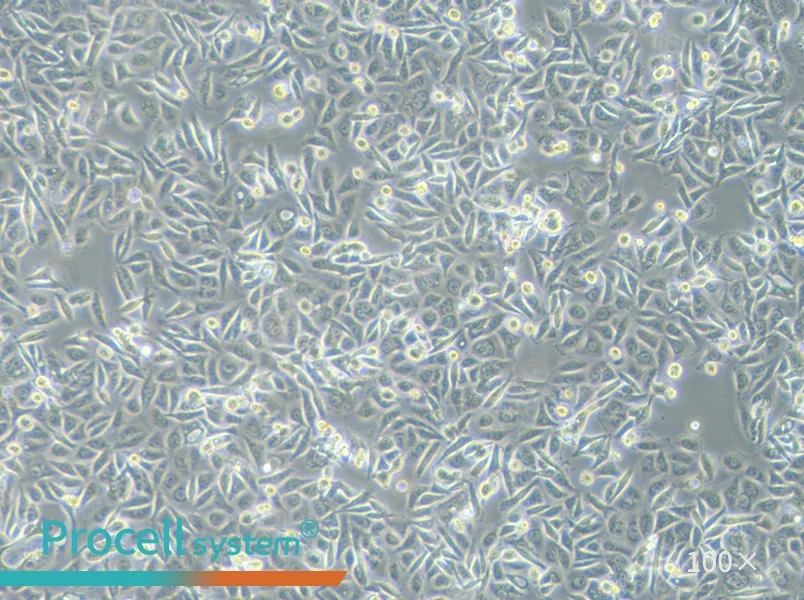 SW480 [SW-480] (L15) Cell Complete Medium - 1