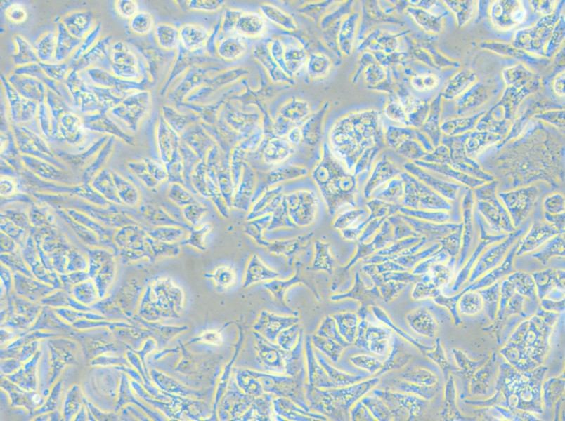 VCaP Cell Complete Medium - small - 5