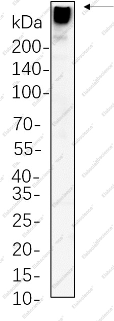 Recombinant MAP2 Monoclonal Antibody - 1