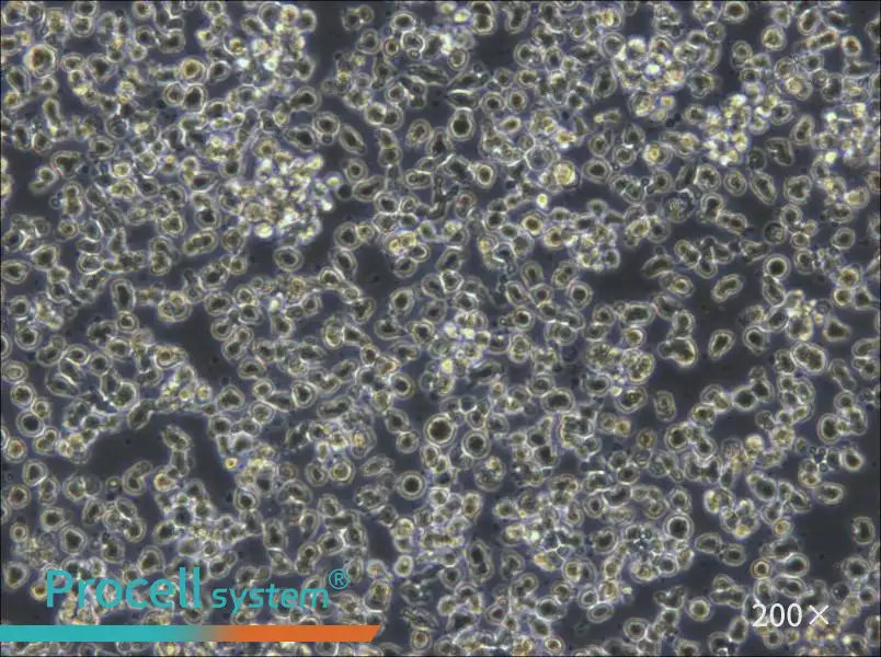 KHYG-1 Cell Complete Medium - 6