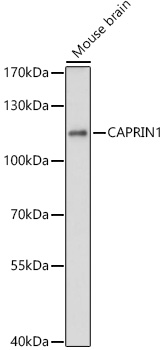 Western blot analysis of extracts of Mouse brain using CAPRIN1 Polyclonal Antibody at 1:3000 dilution.