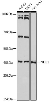 Western blot analysis of extracts of various cell lines using NEIL1 Polyclonal Antibody at 1:1000 dilution.