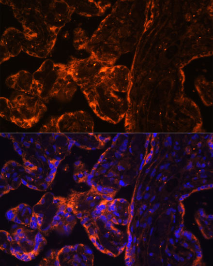 Immunofluorescence analysis of Human placenta using BRE Polyclonal Antibody at dilution of 1:100 (40x lens). Blue: DAPI for nuclear staining.