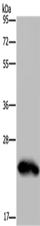 Western Blot analysis of Human placenta tissue using GH2 Polyclonal Antibody at dilution of 1:500