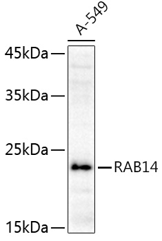 Western blot analysis of extracts of A-549 cells using RAB14 Polyclonal Antibody at 1:1000 dilution.