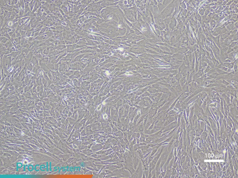 Mouse Dermal Papilla Cell Complete Medium - 3