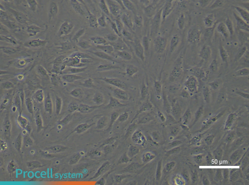 Human Pulmonary Arteriolar Endothelial Cell Complete Medium - 5