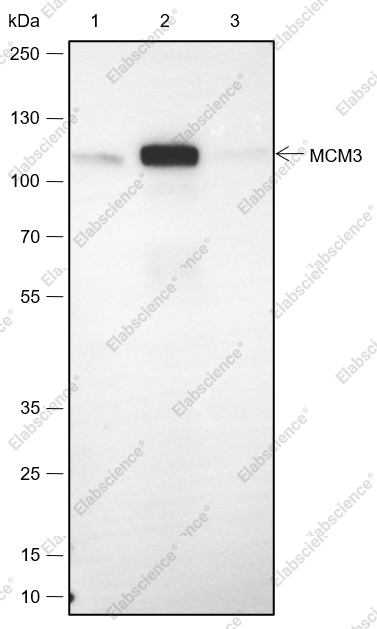 Recombinant MCM3 Monoclonal Antibody - 5