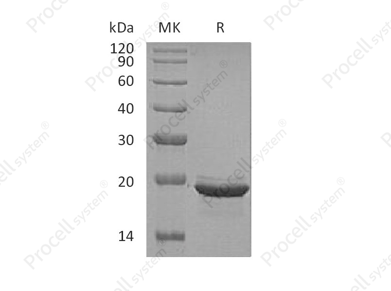 FGF-12/FHF-1, Human, Recombinant