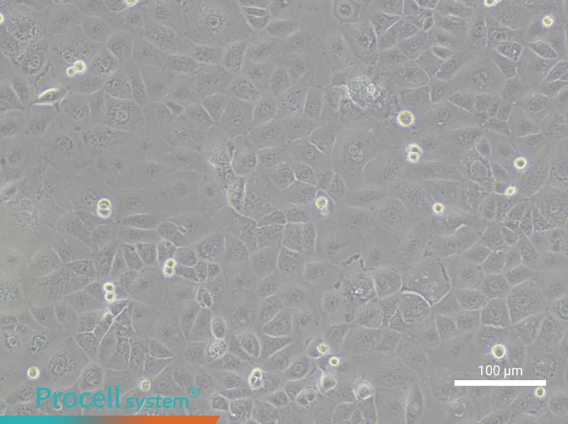 FU97 Cell Complete MediumFU97 Cell Complete Medium - 3