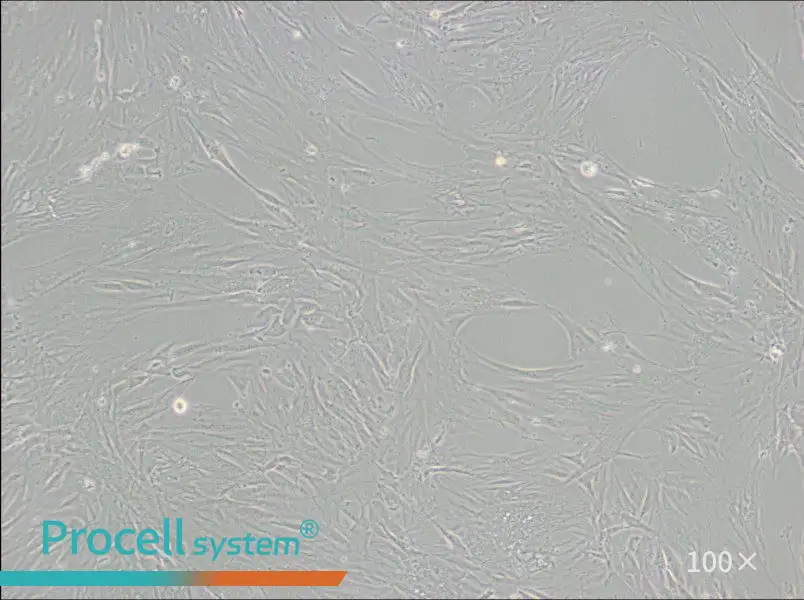 CCD-1095Sk Cell Complete MediumCCD-1095Sk Cell Complete Medium - 2