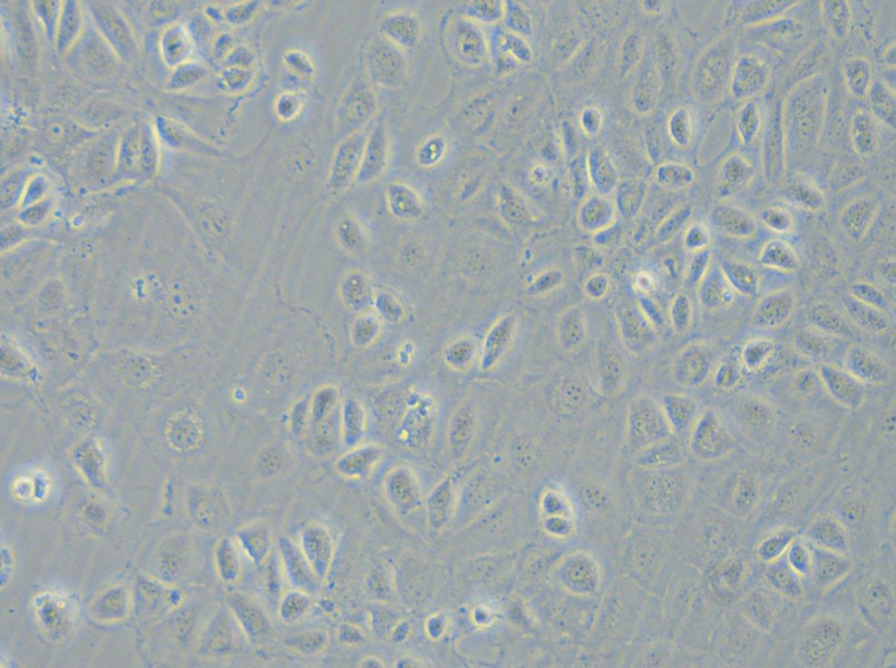 C166 Cell Complete Medium - small - 4