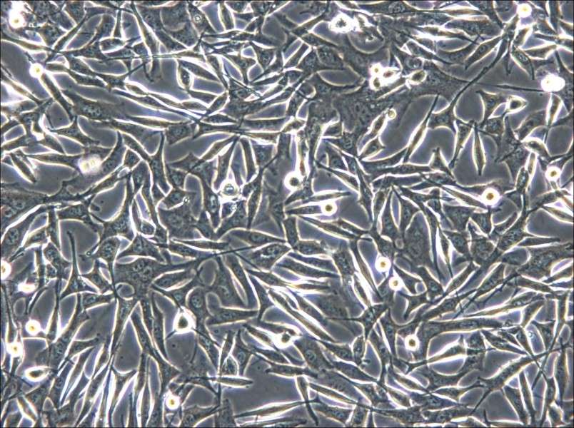 WM-266-4 Cell Complete Medium - small - 6