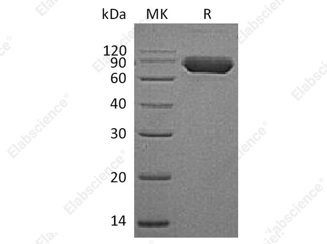 Recombinant Human CD38 Protein (Fc Tag) - 1