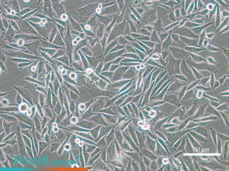 PC-3-GFP - 9
