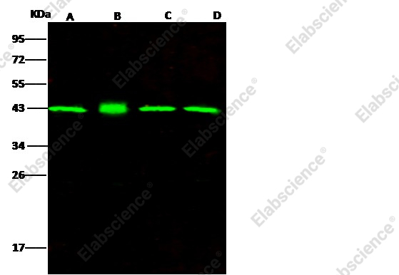 ERK2/MAPK1/MAPK2 Monoclonal Antibody - 1