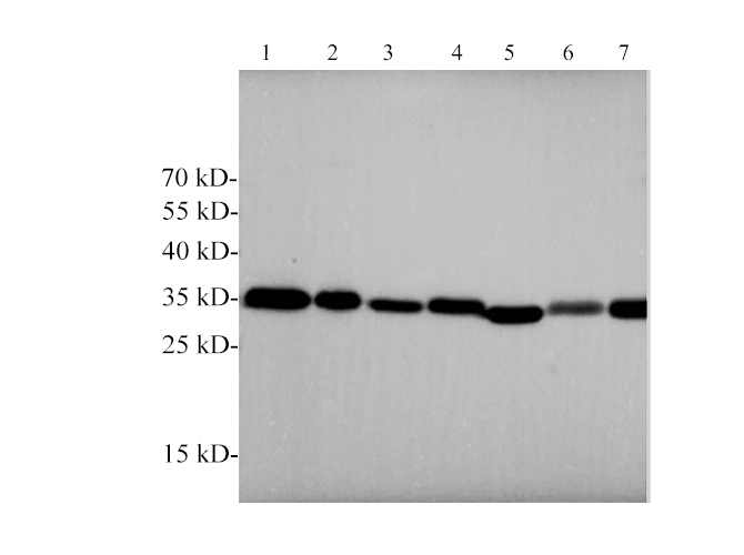 Western blotting with anti-ANXA5 polyclonal antibody at dilution of 1:1000. Lane 1:NIH/3T3 cell lysate,Lane 2:C2C12 cell lysate,lane 3:Mouse brain lysate,lane 4:Mouse heart lysate,lane 5:C6 cell lysate,lane 6:Rat brain lysate,lane 7:Rat heart lysate.