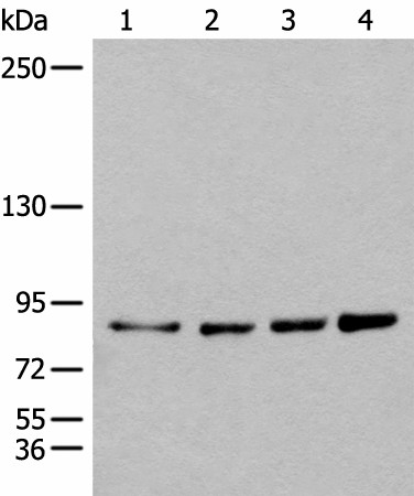 Western blot analysis of 293T Hela K562 and 231 cell lysates  using PIBF1 Polyclonal Antibody at dilution of 1:400