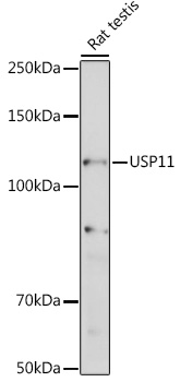 Western blot analysis of extracts of Rat testis using USP11 Polyclonal Antibody at 1:1000 dilution.