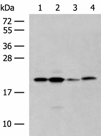 Western blot analysis of 293T cell lysates  using RNF5 Polyclonal Antibody at dilution of 1:250