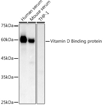 Western blot analysis of extracts of various cell lines using Vitamin D Binding protein  Polyclonal Antibody at 1:1000 dilution.