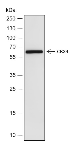 Recombinant CBX4 Monoclonal Antibody - 2