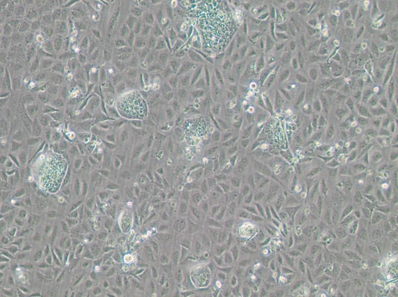 TR-LCC-1 Cell Complete Medium-searchlist-1