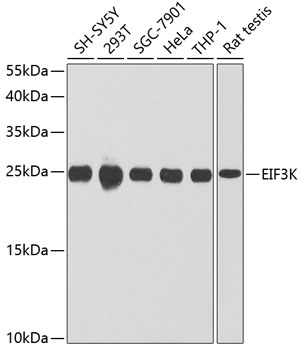 Western blot analysis of extracts of various cell lines using EIF3K Polyclonal Antibody at dilution of 1:1000.