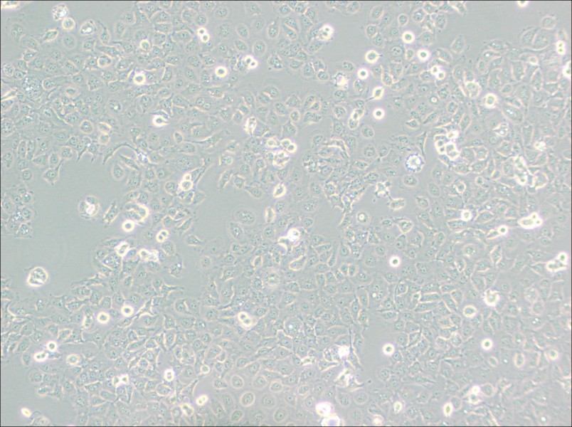 KYSE-150 Cell Complete Medium - 2