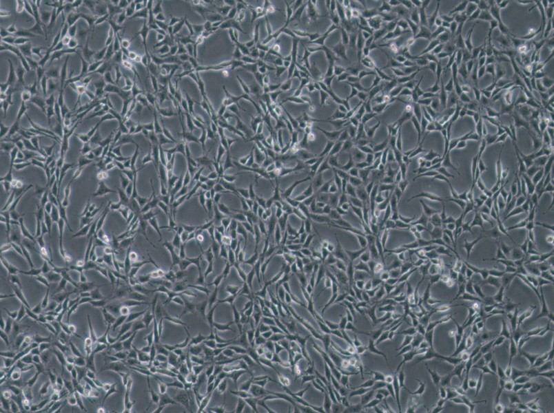 B104 Cell Complete MediumB104 Cell Complete Medium - 3