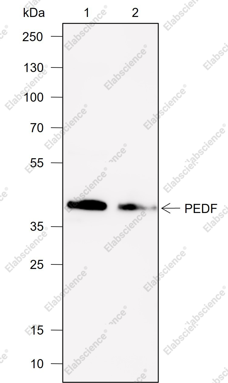 Recombinant PEDF Monoclonal Antibody - 1