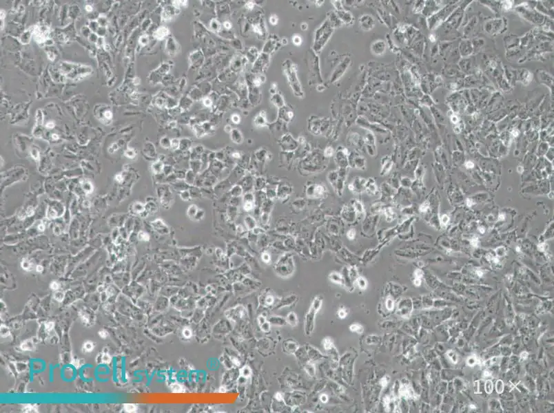 H4 Cell Complete Medium - 1