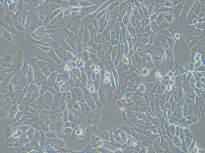 NCI-H358 Cell Complete Medium - small - 6