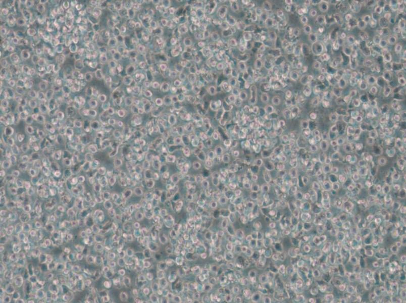 T2 Cell Complete Medium - small - 5