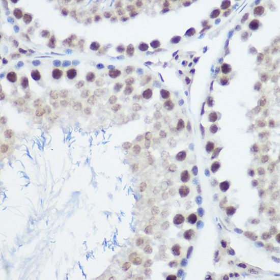 Immunohistochemistry of paraffin-embedded mouse testis using GADD45A Polyclonal Antibody at dilution of 1:200 (40x lens).Perform high pressure antigen retrieval with 10 mM citrate buffer pH 6.0 before commencing with IHC staining protocol.