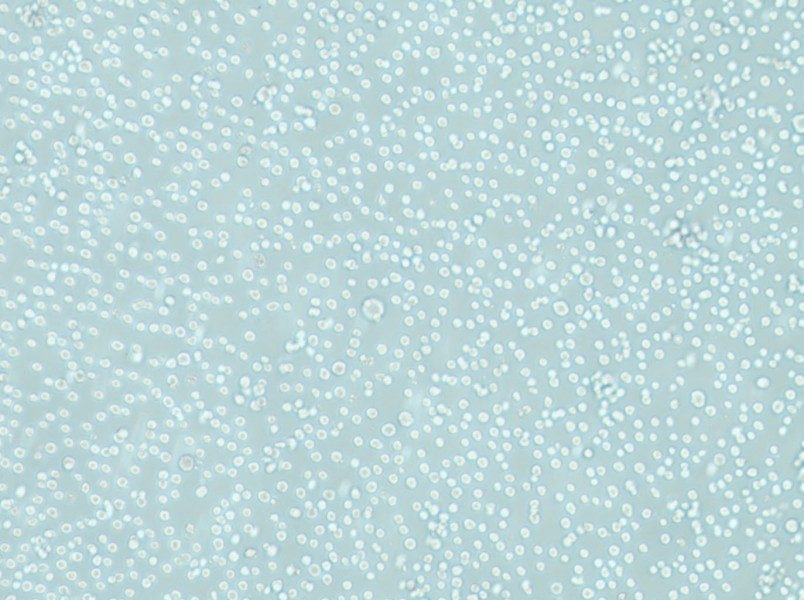 LAMA-84 Cell Complete Medium-searchlist-1